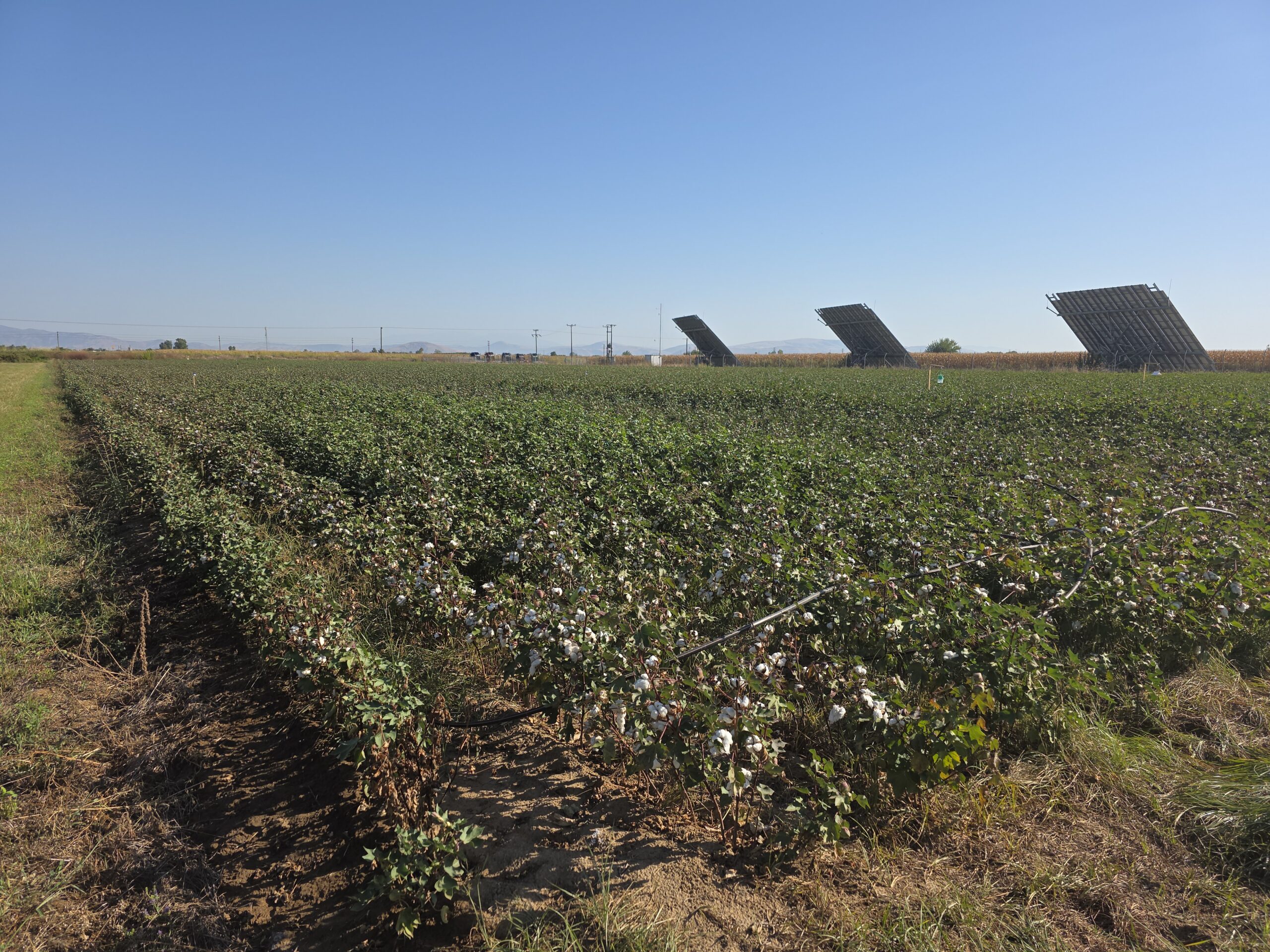 Is there a future for Greek cotton? A view from the GREENCOOP Living Lab in Thessaly 
